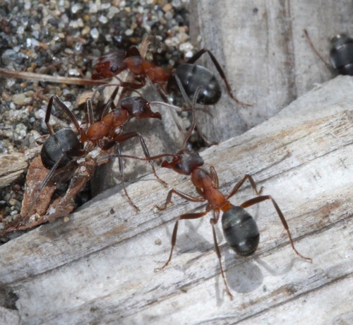 Formica fukaiiFormica fukaii