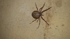 Araneus diadematus