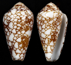 Conus bratcherae