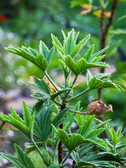 Pelargonium citronellum