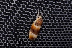 Piloprepes anassa