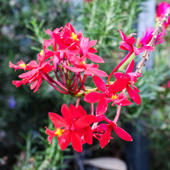 Epidendrum × obrienianum