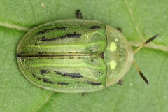 Cassida lineola