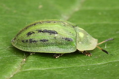 Cassida lineola