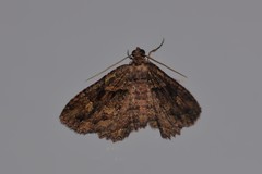 Scotocyma albinotata