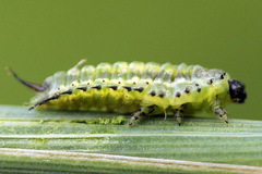 Cassida lineola