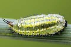 Cassida lineola