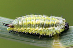 Cassida lineola