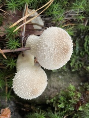 Lycoperdon