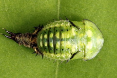 Cassida lineola