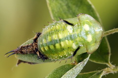 Cassida lineola