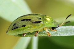 Cassida lineola