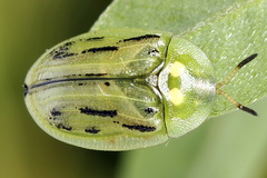 Cassida lineola