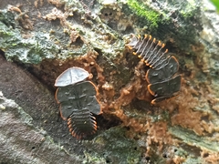 Platerodrilus ruficollis