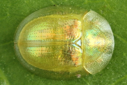 Cassida margaritacea Schaller, 1783