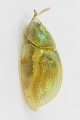 Cassida margaritacea