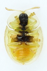 Cassida margaritacea