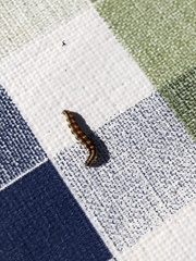 Swammerdamia pyrella