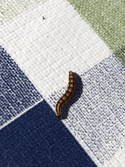 Swammerdamia pyrella