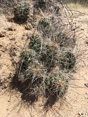 Coryphantha macromeris macromeris