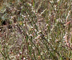 Polygonum equisetiforme