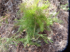 Gleichenia rupestris