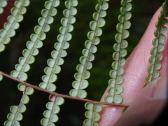 Gleichenia rupestris
