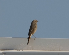 Phoenicurus ochruros