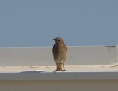 Phoenicurus ochruros