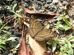 Junonia iphita