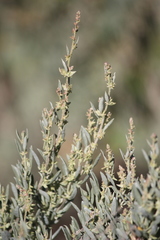 Atriplex cinerea