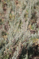 Atriplex cinerea