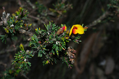Dillwynia ramosissima