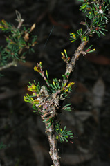 Dillwynia ramosissima