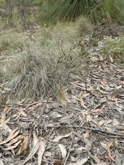 Dillwynia ramosissima