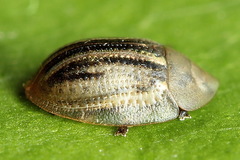 Cassida nobilis