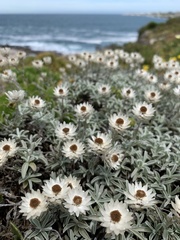 Syncarpha argyropsis