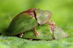 Cassida sanguinosa