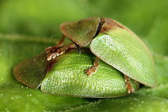 Cassida sanguinosa