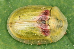 Cassida sanguinosa