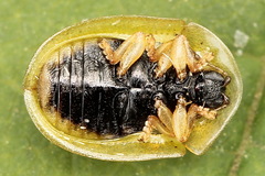 Cassida sanguinosa