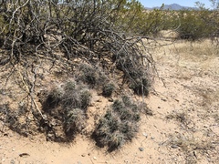 Coryphantha macromeris macromeris