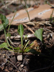 Viola cleistogamoides