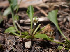 Viola cleistogamoides