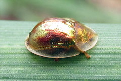 Cassida subreticulata