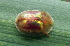 Cassida subreticulata