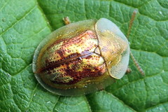 Cassida subreticulata