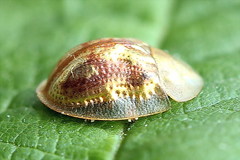 Cassida subreticulata