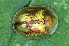 Cassida subreticulata