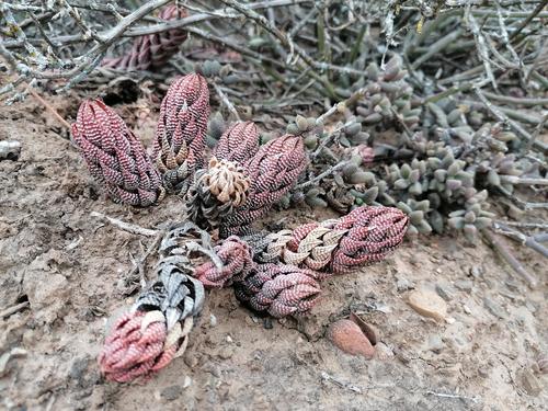 Haworthia coarctata Haw. 2